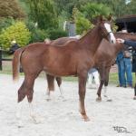 Houlette de la Loisne